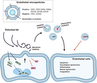 Endothelial microparticles: A mechanosensitive regulator of vascular homeostasis and injury under shear stress